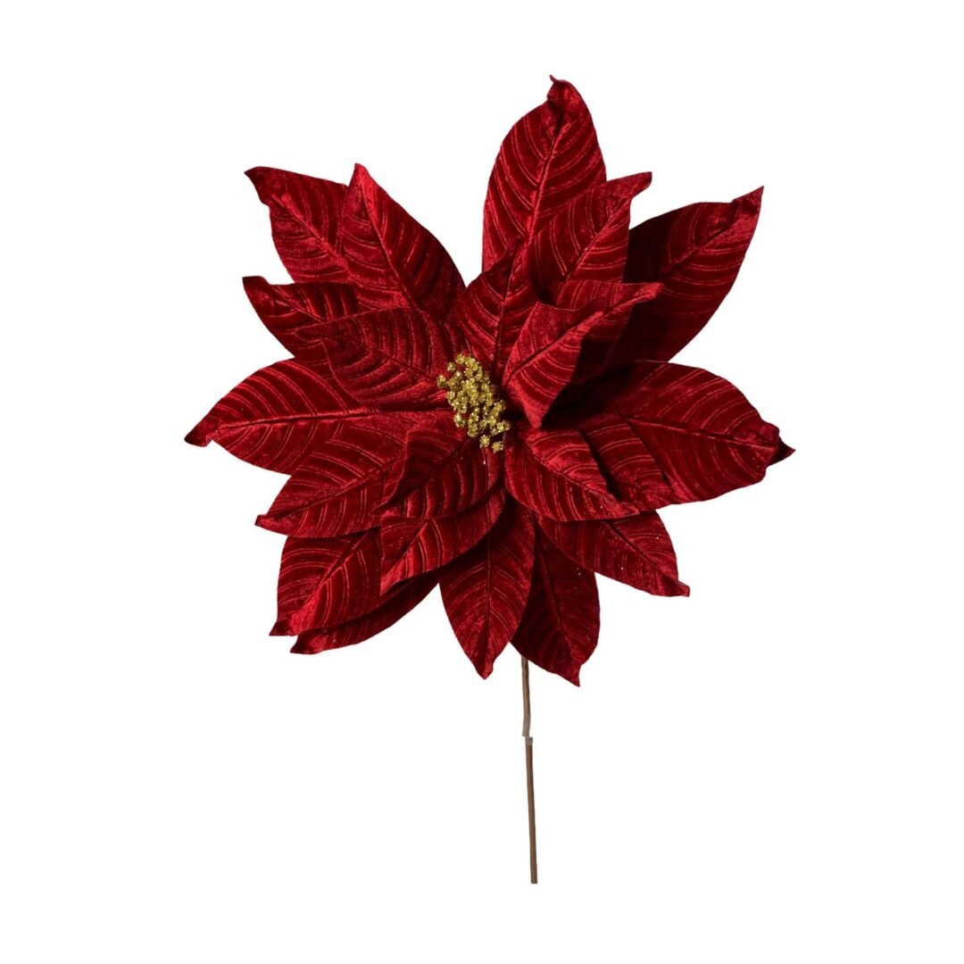 Pastora roja con muchos pétalos