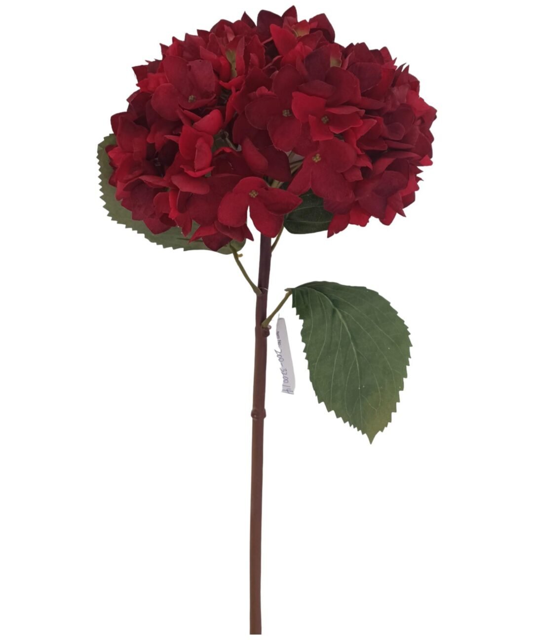Hortensia roja