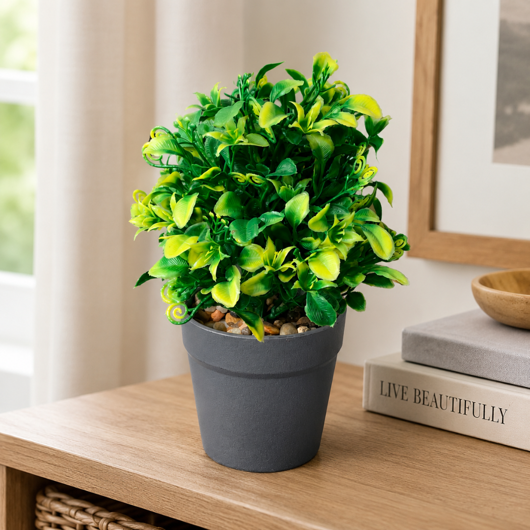 Planta Decorativa
