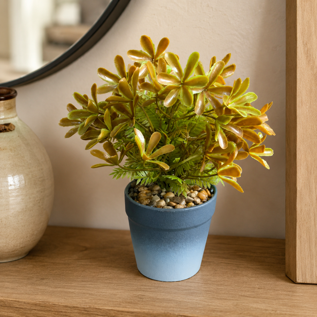 Planta Decorativa