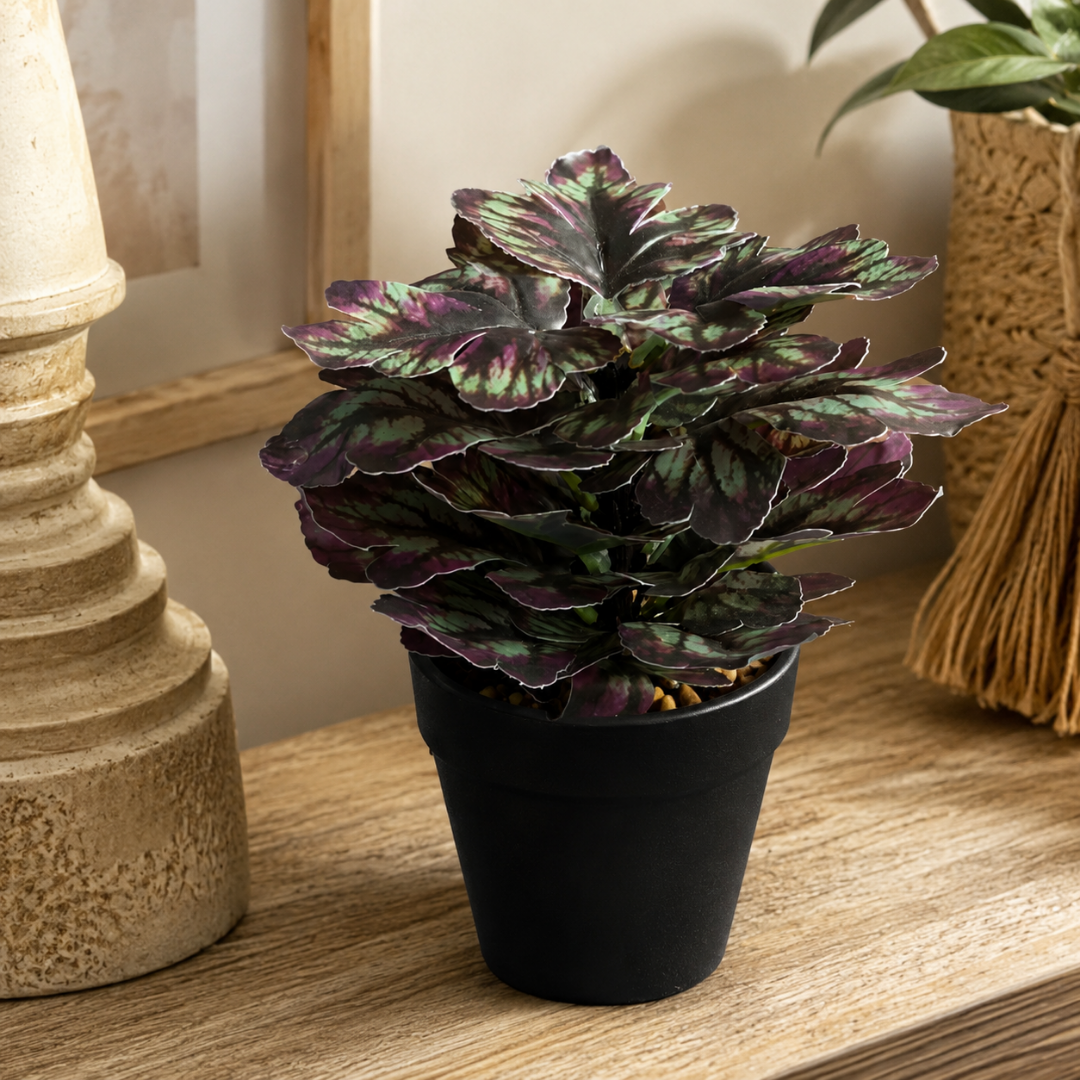 Planta Decorativa