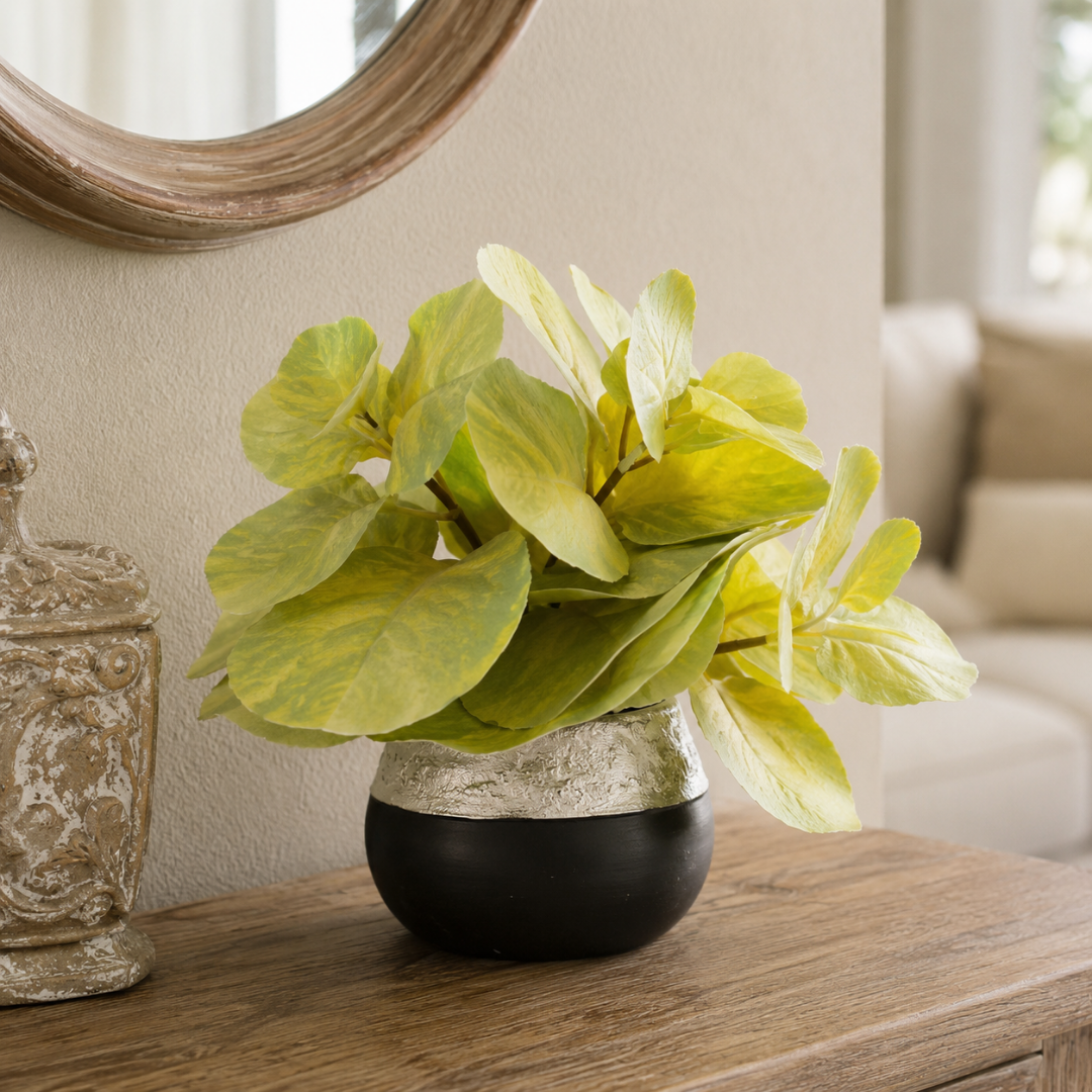 Planta Decorativa