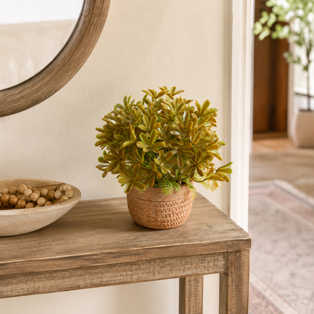 Planta Decorativa